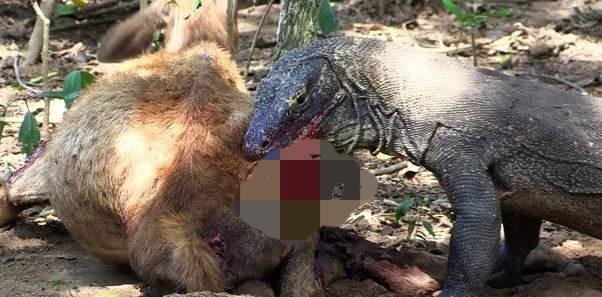 地球仅存的最后一种被称为“龙”巨兽,据说是被蜥蜴人遗忘的后代