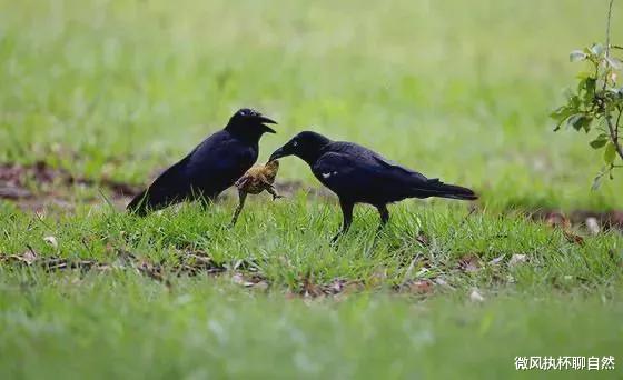 刘慈欣 逗猫狗、戏老鹰,智商占领高地,如果没有人类,乌鸦将成为主宰?