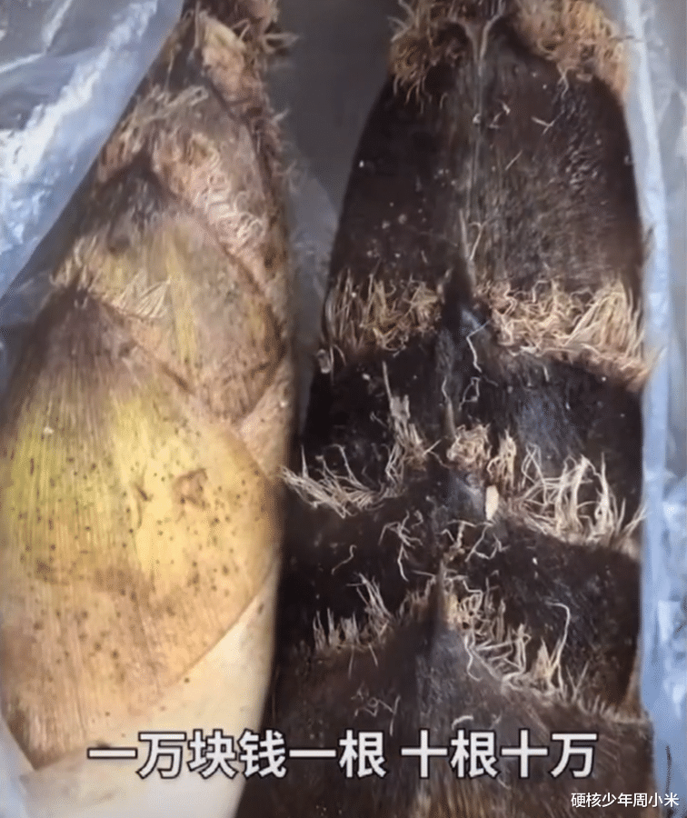 硬核少年周小米 四川：游客私自挖笋被索赔，1根竹笋10000元，我看到了人性的贪婪