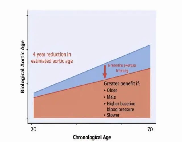 碳水化合物|《JACC》新研究：跑步6个月，血管年轻4岁，显著减轻衰老风险