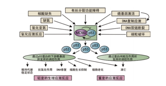 中子星 晒太阳有哪些好处？最新科学研究指出，可以提高性欲