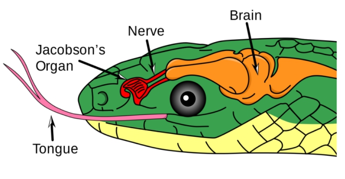 毒蛇 菲律宾“毒蛇专家”表演吻蛇,结果毒发身亡,毒蛇真的能被驯养?