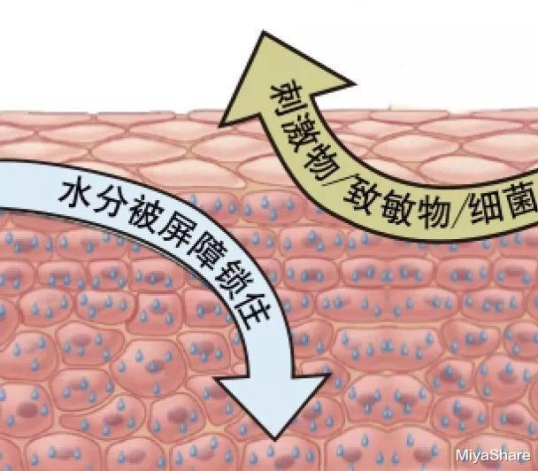 补水|老生常谈：“补水”毁了多少好皮肤？面膜敷得少，皮肤会更好