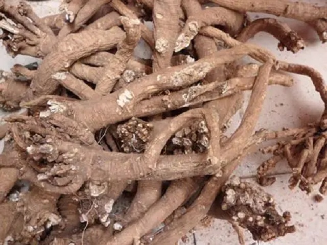 深度养生知识|认识中药：了解一下银柴胡，清虚热之外，和“金银”没有关系