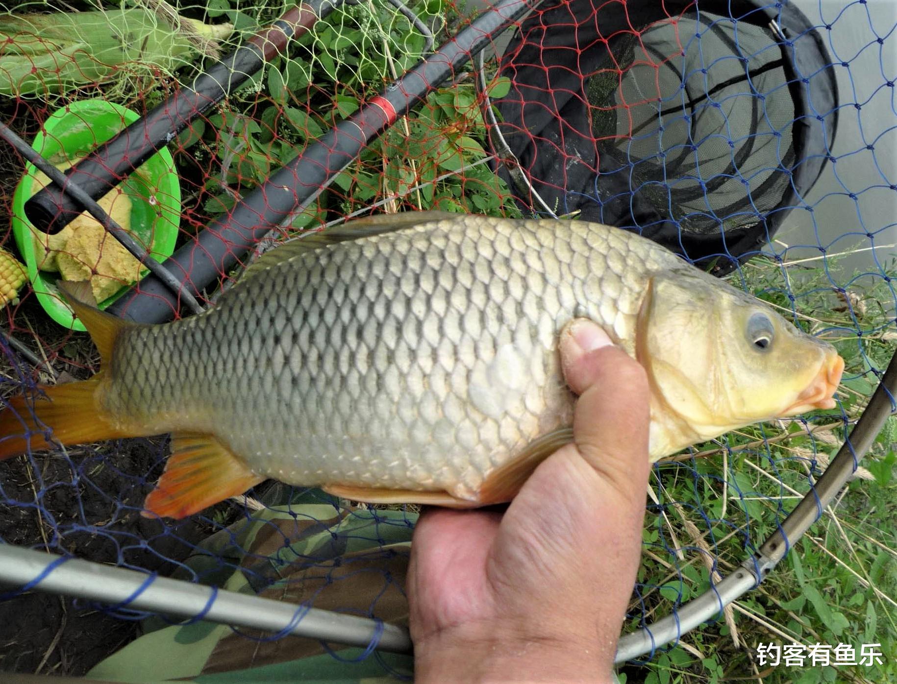饵料|冬季钓鱼没有开口的鱼？这几种鱼冬天不停口，下竿容易上钩