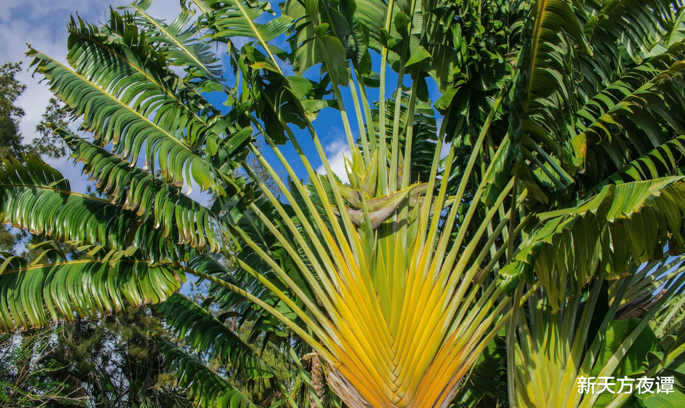 猴面包树 世上最奇特的9种树，前两种不像是地球上的物种，你认识几种？