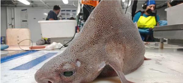 鲨鱼 外观如“猪+鲨鱼”混种！意大利海军捞到“海怪”尸体