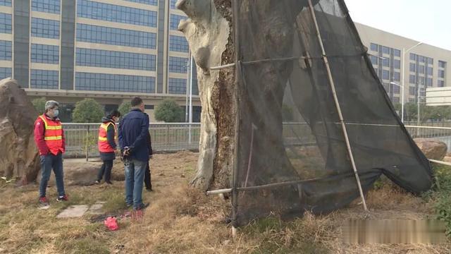生活报 揪心！南宁一颗405岁扁桃古树进了“ICU”，修路曾为它让路改道