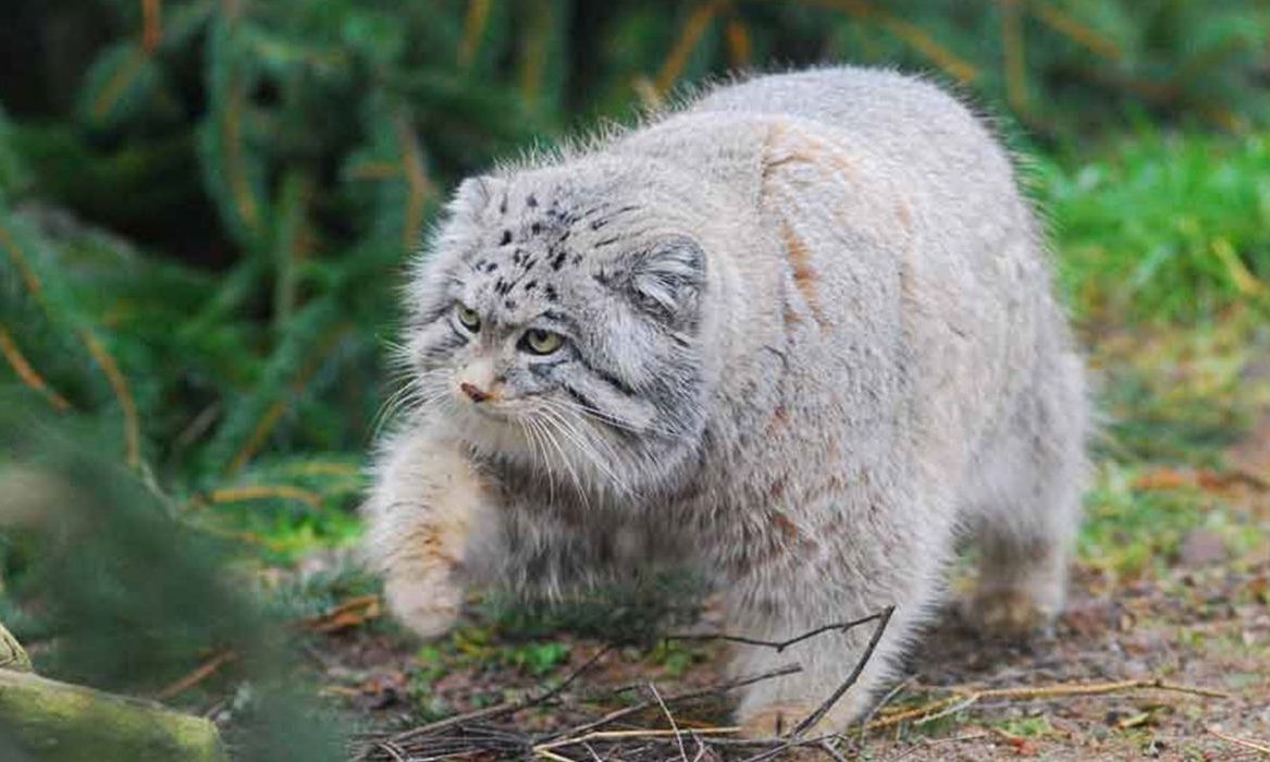 长相铁憨憨，却是最难圈养的猫科动物，天生的捕猎高手
