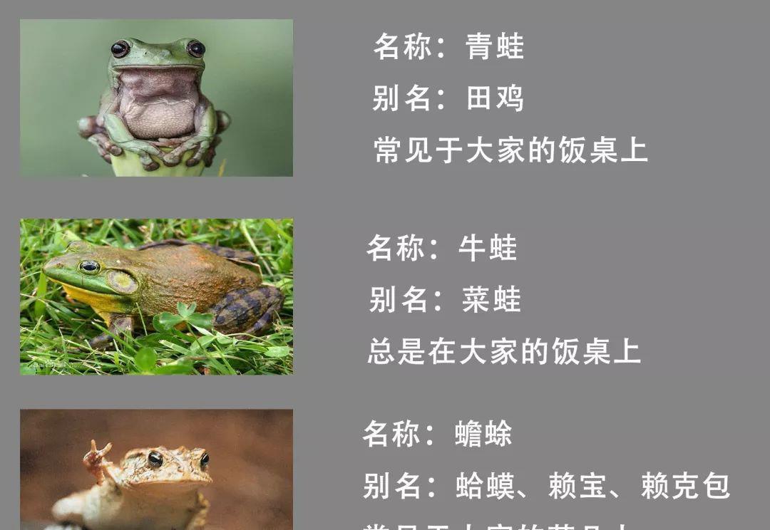 蟾蜍|青蛙、牛蛙、蛤蟆这三种动物到底如何区分？