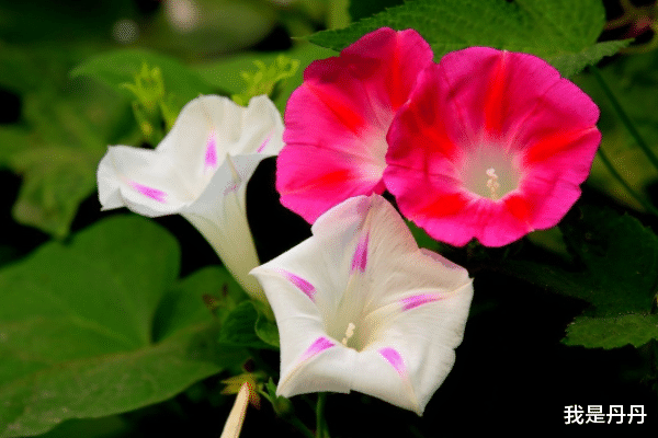 生肖|往后3天，3大生肖福星高照，好运环绕，财运长旺不衰，财源滚滚一直发