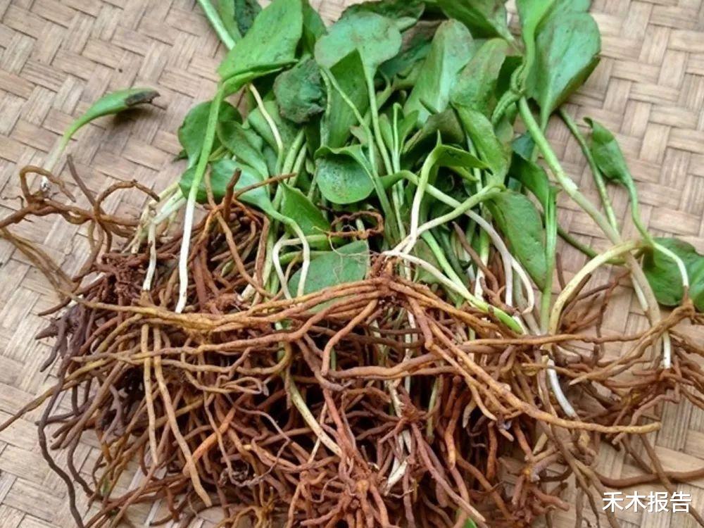 蛋白质|草坪里一种草药，俗称“草王”，很多人挖来泡酒，市场200多元/斤