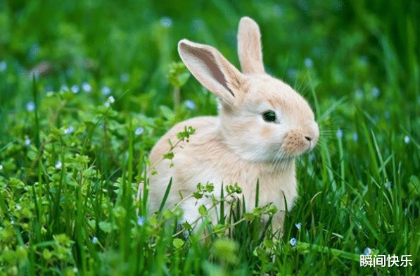 生肖|4月下旬，财源广进，3大生肖财运难挡，贵人助力，事业即将大逆袭