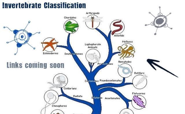基因 “一夫一妻”的动物，如果一方死了，它们能经受住交配的诱惑吗？