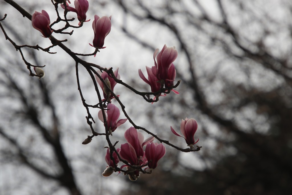 行走江苏 南京连日春暖 雨花台宝华玉兰绽放