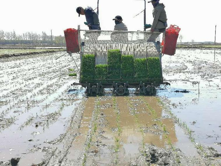 龙江深一度 田间地头开展农技服务指导 倍丰集团助力春耕播种