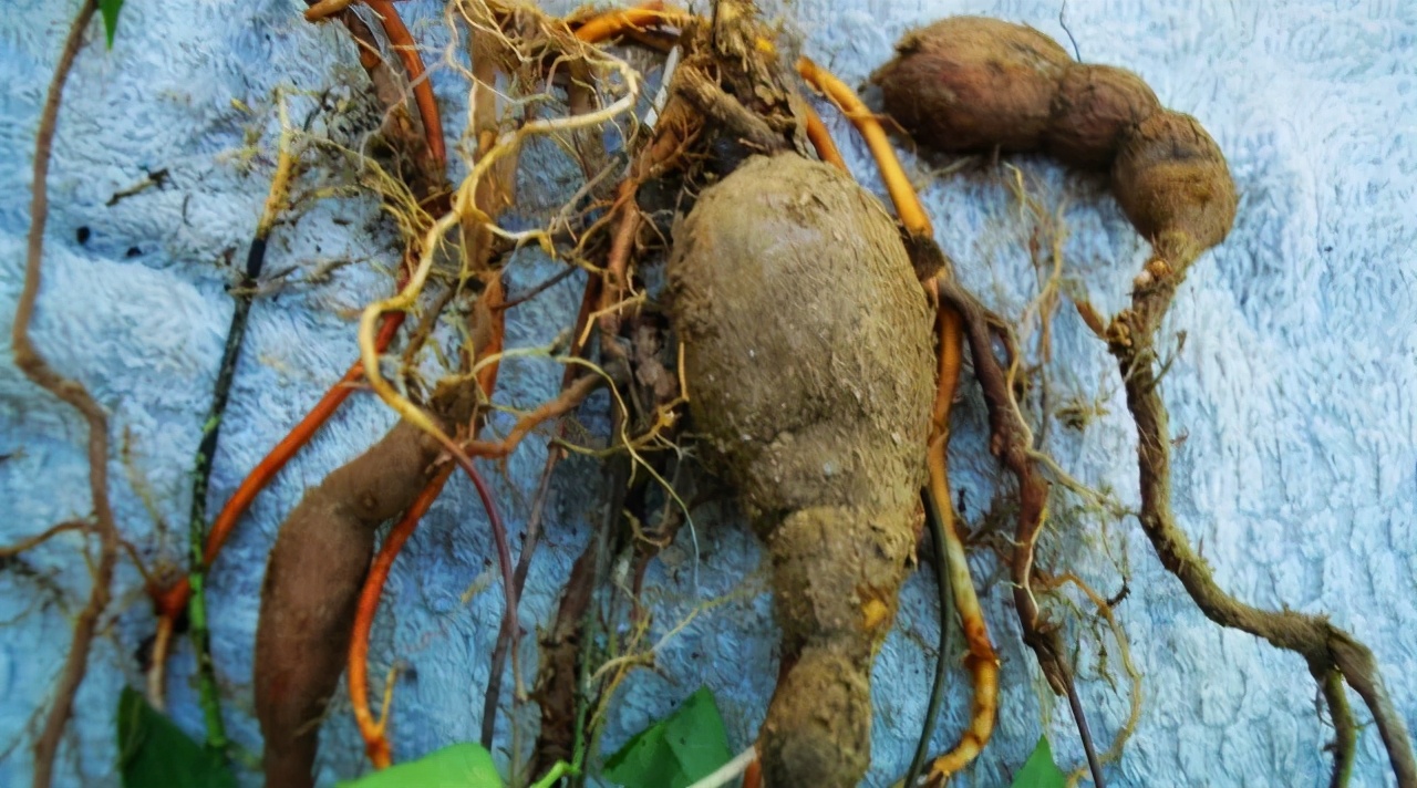 白首乌|农村这种珍贵的“白首乌”,常生于石头缝中,你认识吗?