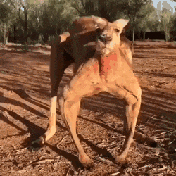 袋鼠 别秀了，袋鼠才是动物界的肌霸