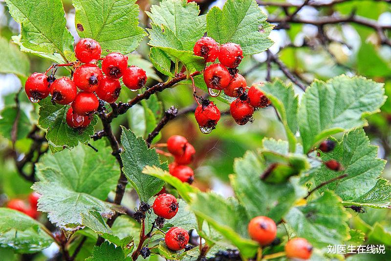 饮食|想要阻止肿瘤的发生，饮食做到这6点，或能预防