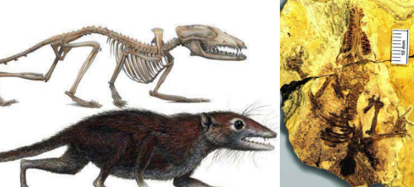  5亿年前的超远古壁画，这是多么久远的年代？达尔文的人类进化论该怎么解释