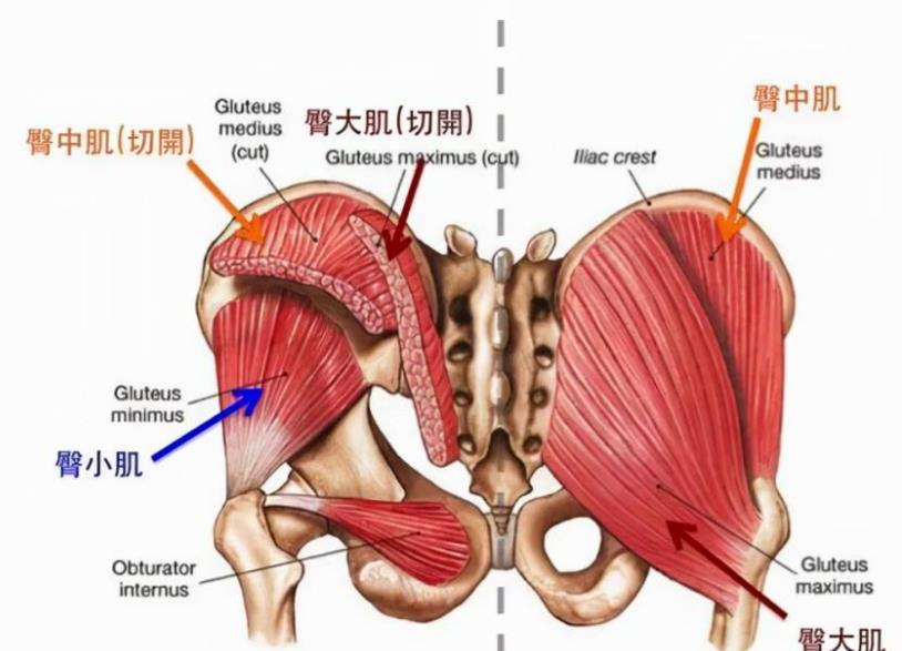 人类的屁股有多奇怪?它又是如何成为吸引力的一部分?