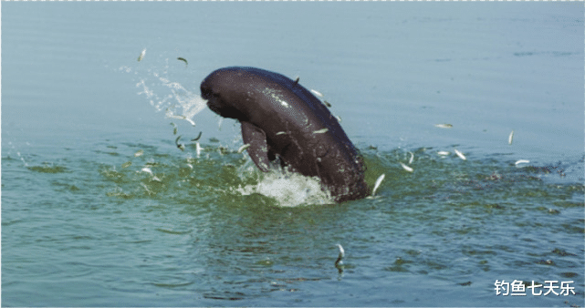 长江|谁干的？长江南京段出现大量死鱼，多种鱼类遭劫！江豚生存恐受影响