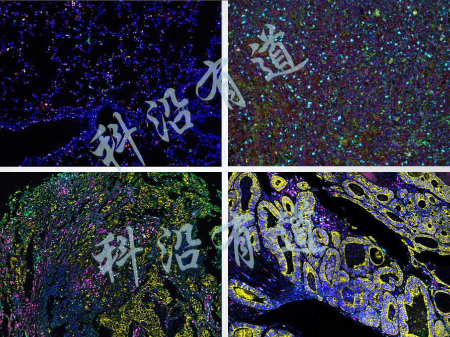 病理学检测技术服务简介
