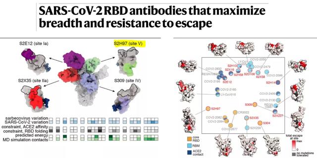 抗体 能对付全部冠状病毒的“万能抗体”被发现，专家感慨称曙光来临