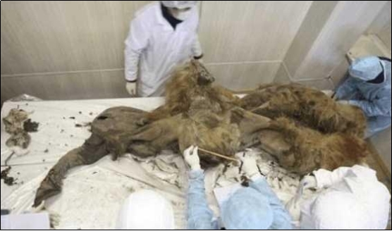 猛犸象 猛犸象将在6年内复活？美科学家没开玩笑，猛犸象将被投放到北极