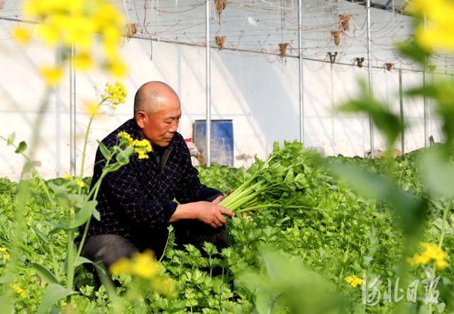 长城网 大棚春意浓 人勤收获丰