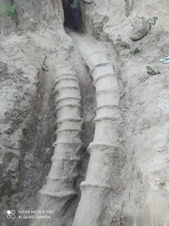 缅甸有人挖出巨型生物化石,人在它面前都显得渺小