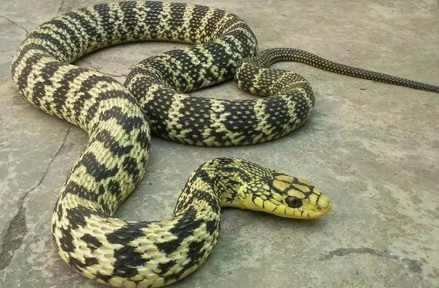 科学家 为什么蛇会用肚子行走？科学家：在进化时不小心出了一个“乌龙”