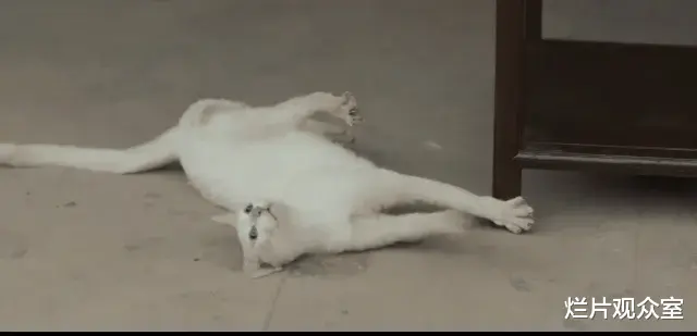 王岳伦|《当家主母》剧组的那只白猫，确实死了