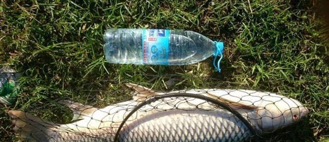 胡小小乖|最成功的入侵鱼种,在南方水域繁衍30年,有人错把它当成了草鱼