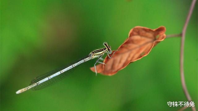 守株不待兔|真实存在于世界,或许只有学霸知晓的23个猎奇冷知识