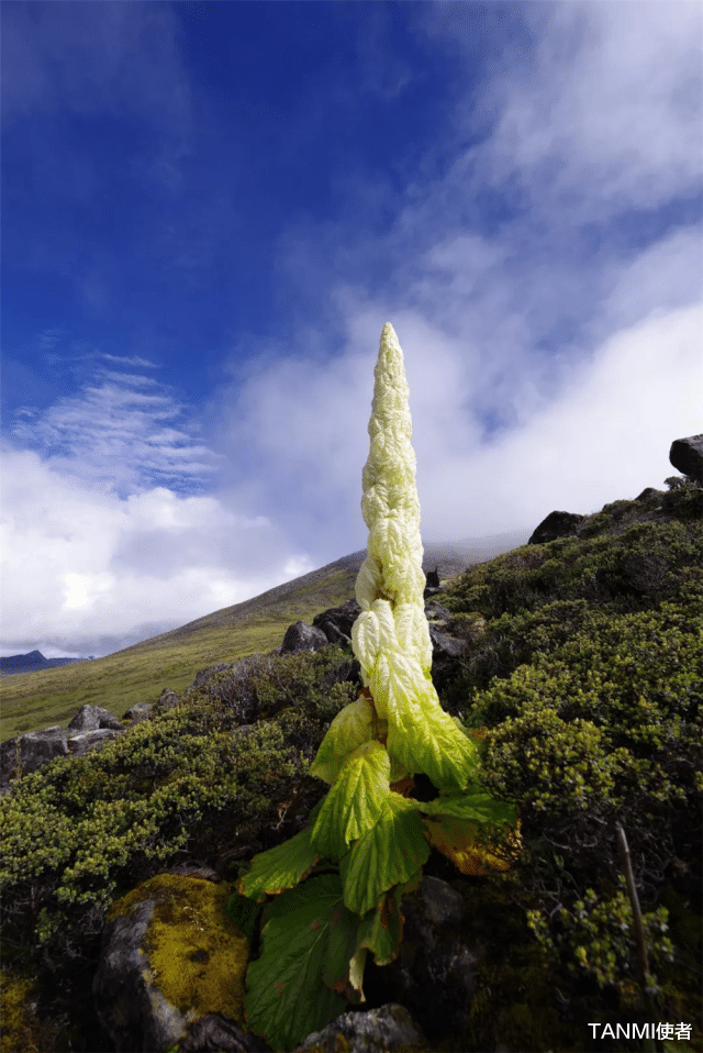 杭州 在喜馬拉雅山旅行看到它，不要打擾，一生只開一次花