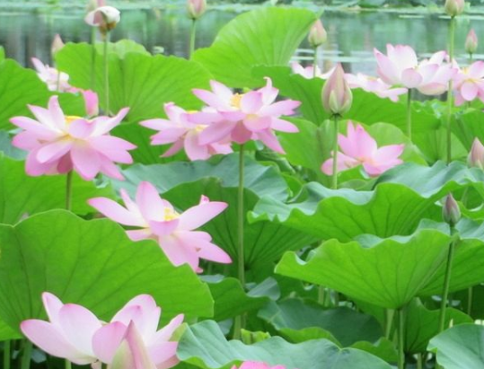 星临天下|7月下旬，喜鹊报喜，4属相贵人相助，财源广进，成功在望