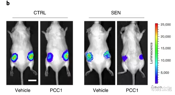 腱鞘炎|能延年益寿,还有助于抗癌!这种神仙物质就在我们丢弃的果皮和籽中
