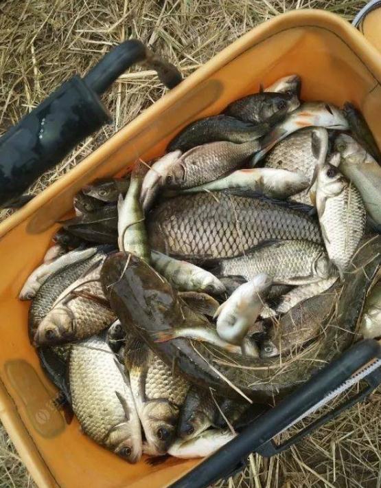 |野钓经验谈之二 野钓装备价值几何 看如何花最少的钱钓最多的鱼