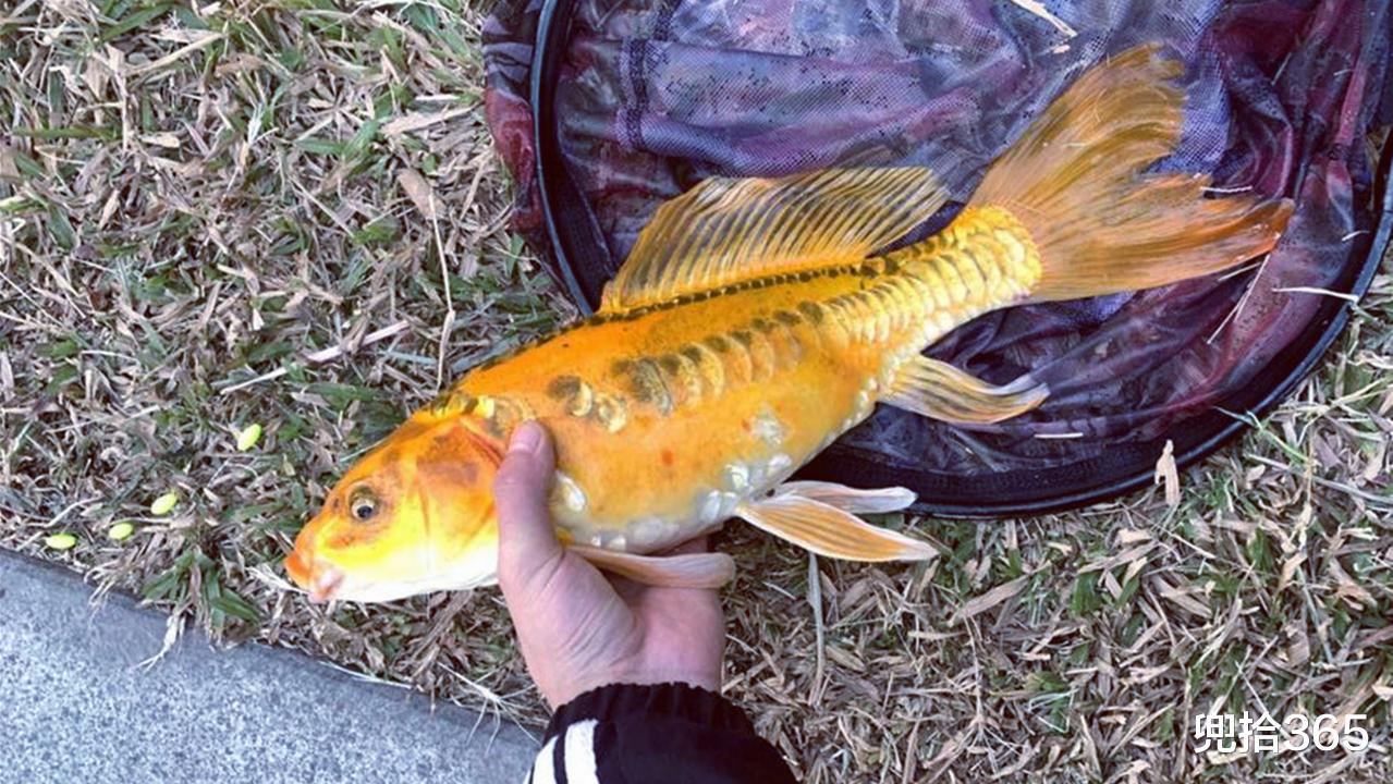 广东省|广东一男子野钓收获金黄大鱼，取下鱼钩后立即放生，结果又后悔了