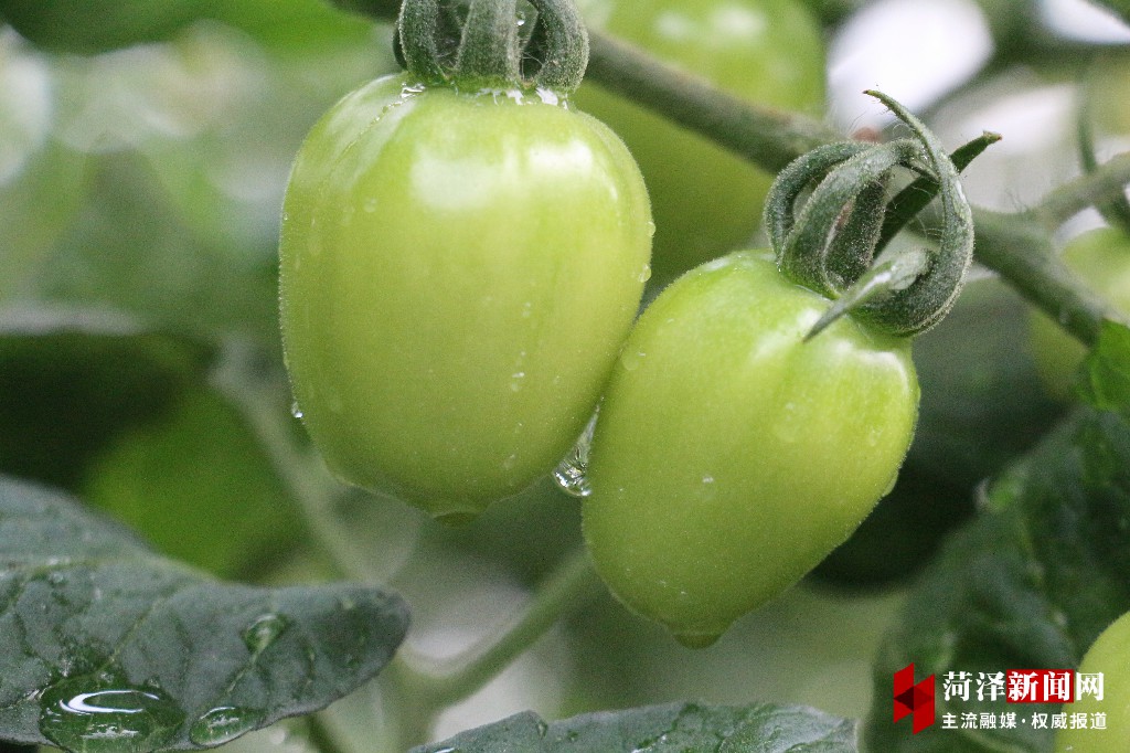 牡丹晚报 郓城县: 平乱治稳强发展，村庄蝶变展新颜