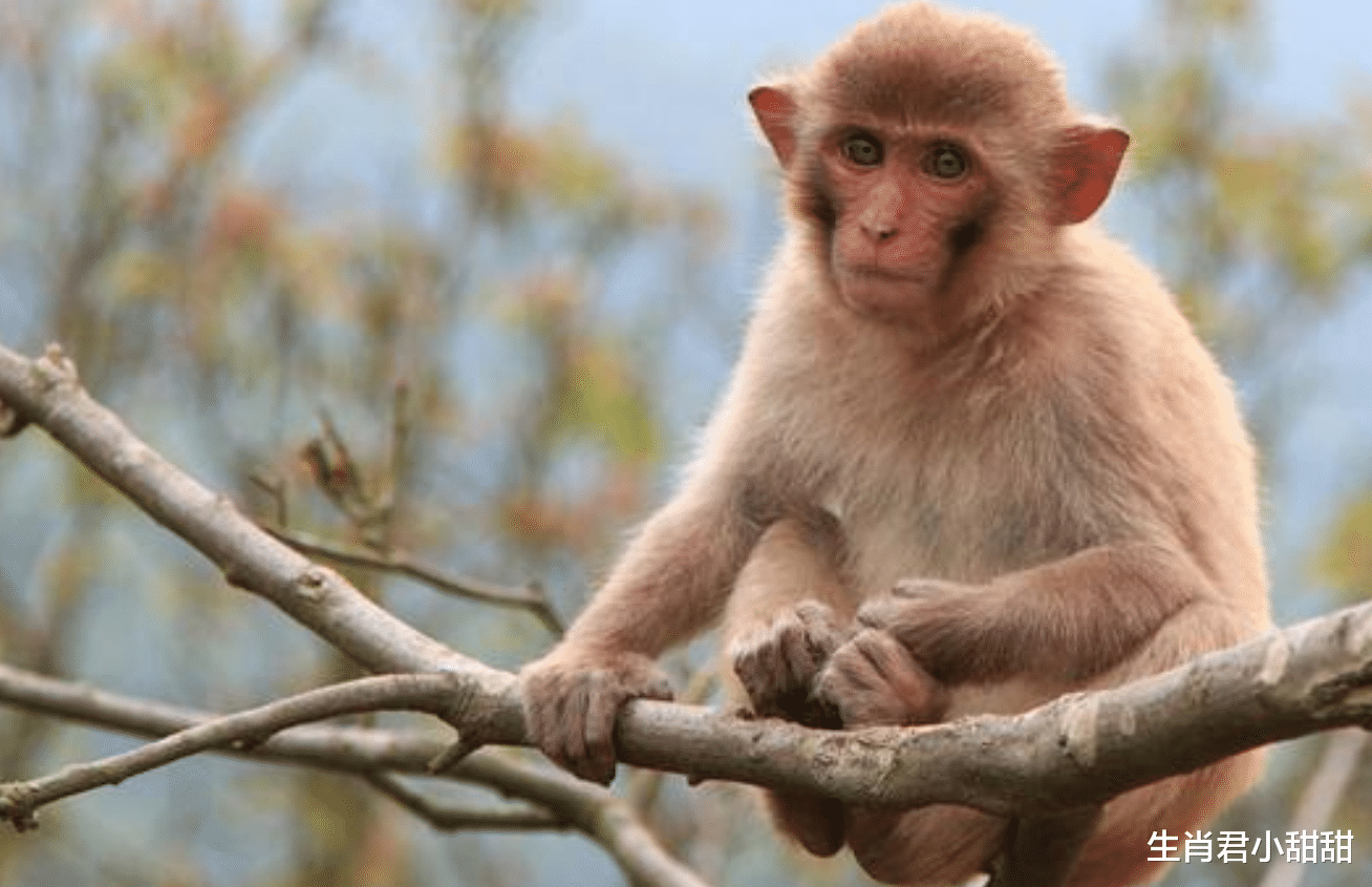 新浪微博|12月下旬翻身走大运,贵人帮扶属猴人钱财不断,事业花开富贵