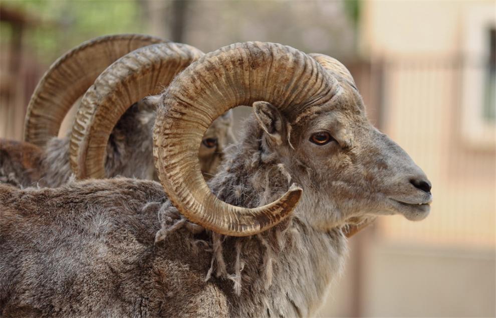蜜蜂 自然界死得最憋屈的动物！躲过了天敌的追杀，却被自己杀死？