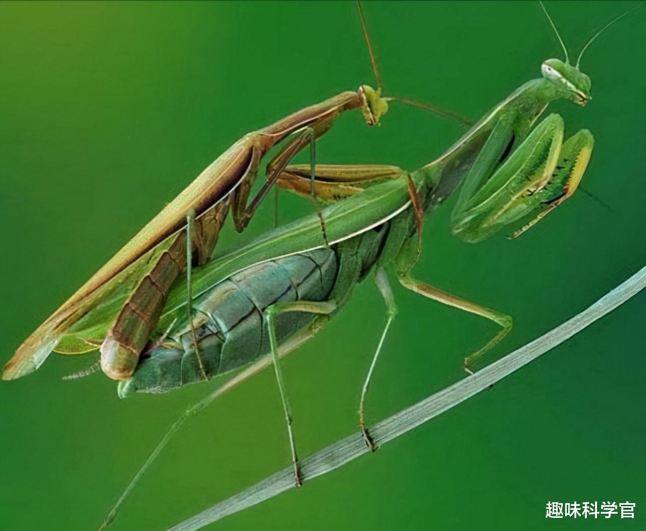 母螳螂交配后就要吃掉“丈夫”，为什么雄性螳螂不反抗也不逃走？