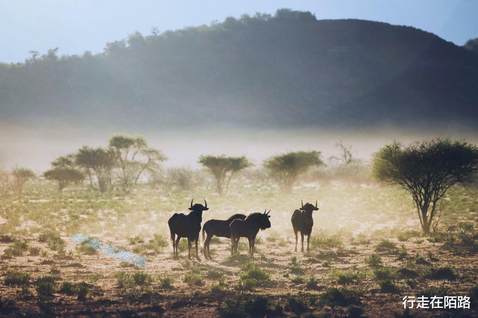 火箭队 “平底锅计划”：中国人远赴非洲治沙，中国游客被特殊照顾