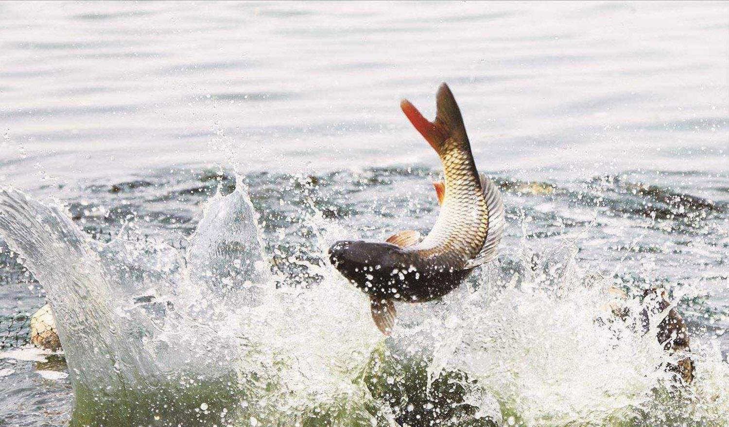 兴奋剂|钓鱼时鱼口不好怎么办？什么物质能刺激鱼口？改善鱼口的方法汇总