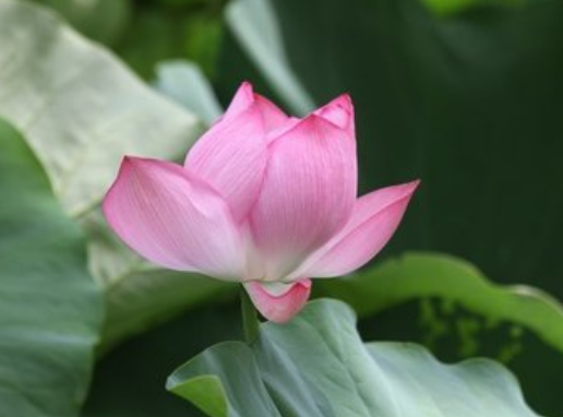 星临天下 11月份开始，4属相吉星照耀，财运滚滚，福气满满，富贵临门