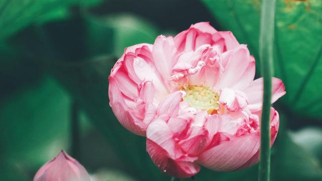 清醒姐星座|看似花心，实则让人安心的星座，值得你托付一生