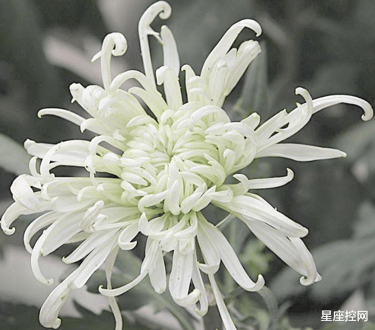 星座控网|哪些日期出生的人，勇于去探索，承担责任，未来成大器