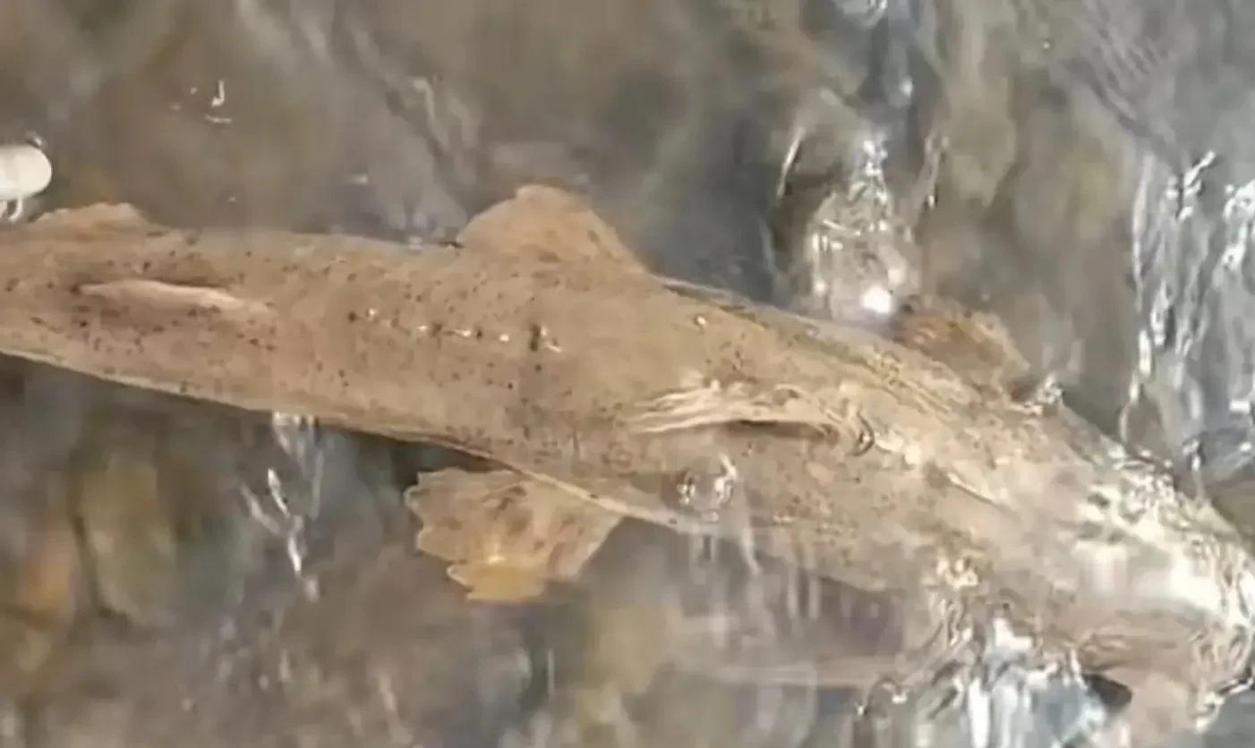 国家二级保护动物|钓鱼意外钓到天外物种？那是国家二级保护动物巨魾！请马上放生